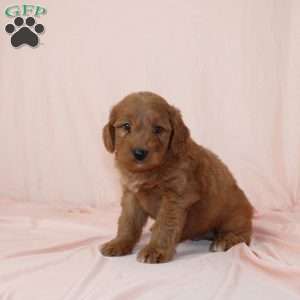 Wolfe, Mini Goldendoodle Puppy
